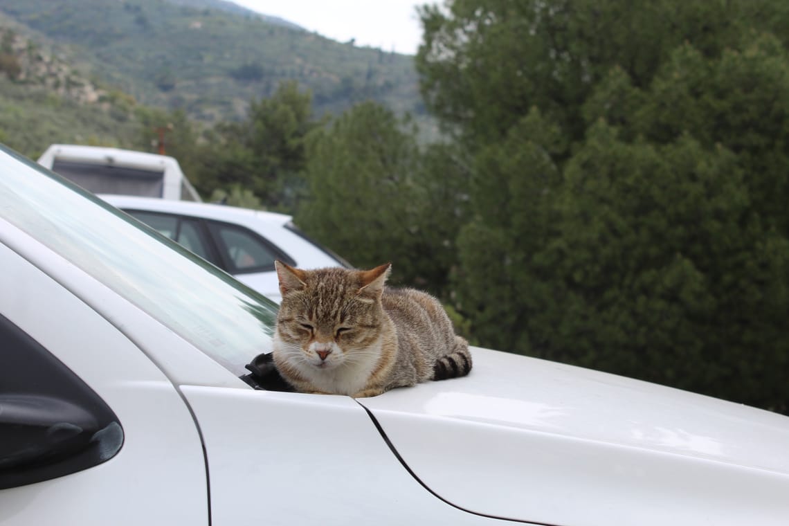 (Untitled)