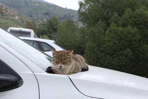 (Untitled)