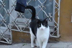 (Untitled)