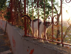 (Untitled)
